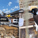 Aves silvestres são resgatadas e dois homens são presos por comércio ilegal na RMS